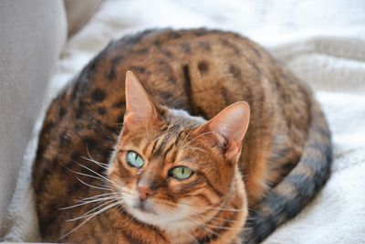 Close-up portrait of cat