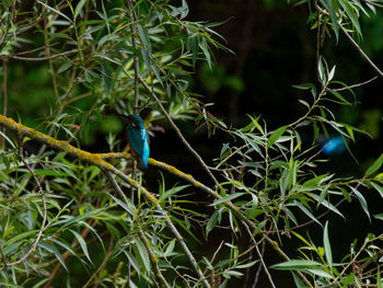 Bird perching on a branch