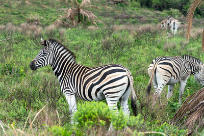 Zebra and zebras on field