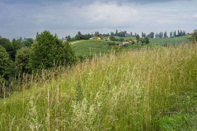 Scenic view of agricultural field against sky