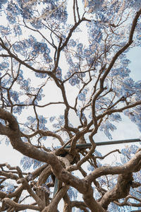 Low angle view of tree against sky