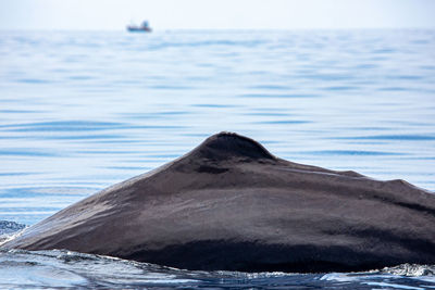 Back of a sperm whale