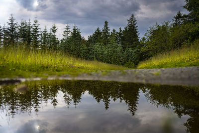 Reflection of trees in lake against sky