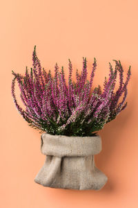 Close-up of pink flower against orange background