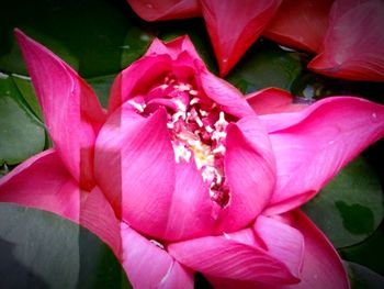 Close-up of pink flowers