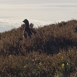 Horse on field against sky