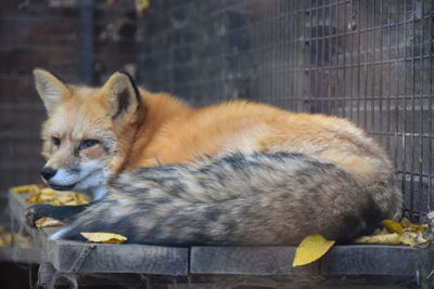 Portrait of fox relaxing outdoors