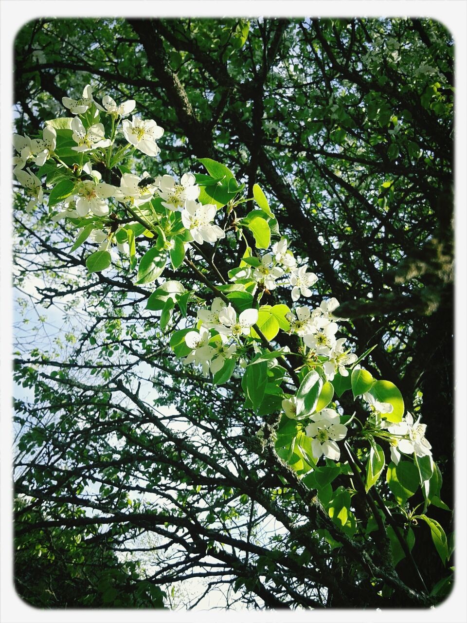 transfer print, growth, tree, branch, auto post production filter, flower, beauty in nature, nature, leaf, freshness, low angle view, green color, blossom, tranquility, day, outdoors, plant, fragility, no people, lush foliage