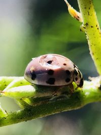 Close-up of ladybug on leaf