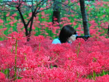 Rear view of woman on pink flowering plants