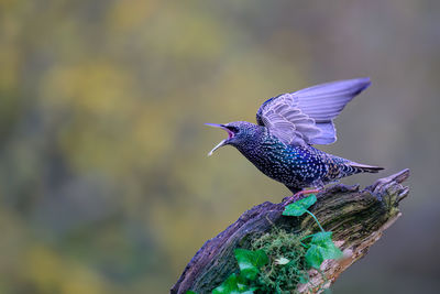 Starling, sturnus vulgarus, perched on a moss covered branch with ivy leaves, aggresive behaviour