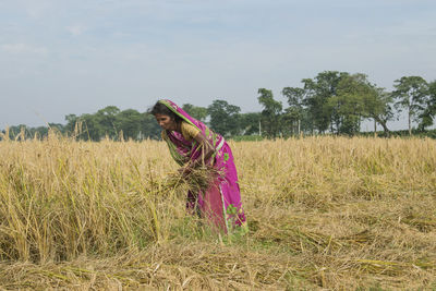 Side view of woman farmer harvesting rice paddy at farm land