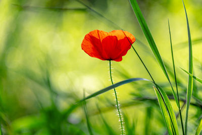 Close-up of red poppy flower on field