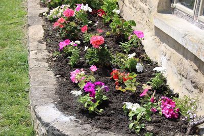 Pink flowers growing outdoors