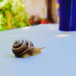 Close-up of snail