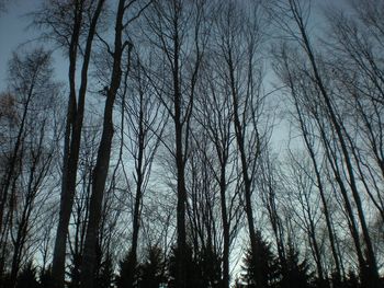 Low angle view of bare trees against sky