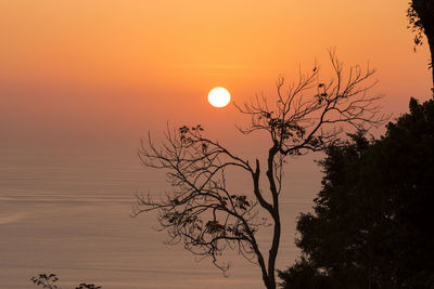 Silhouette tree against orange sky