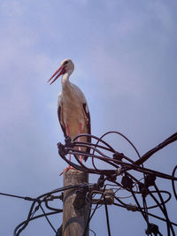 Low angle view of bird perching on cable against sky