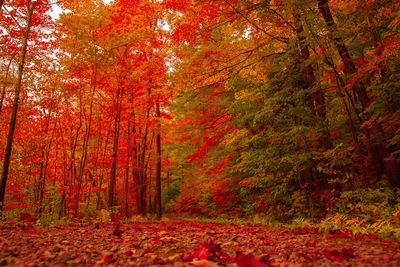 Trees and red leaves in forest during autumn