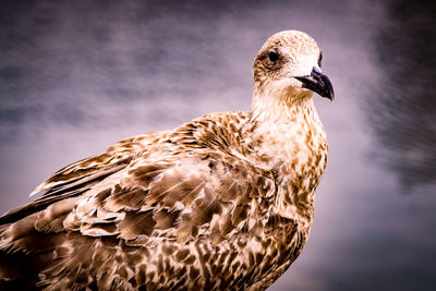 Close-up of eagle