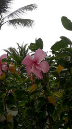 Low angle view of pink hibiscus flower