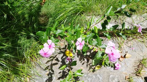 Close up of pink flowers blooming in park