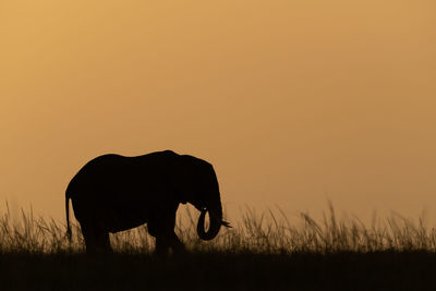 Silhouette of horse on field during sunset