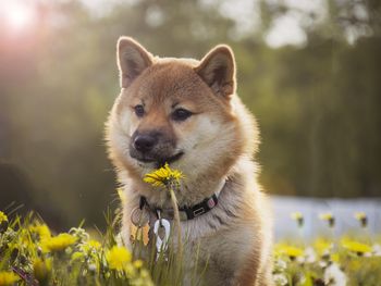 Close-up of dog