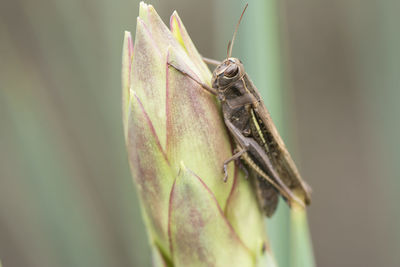 Close-up of insect on plant