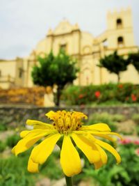 Close-up of yellow flower blooming against building