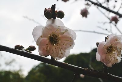 Close-up of white flowers on branch