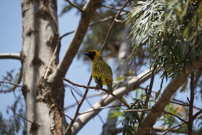 Bird perching on a tree