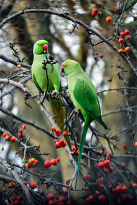 Close-up of parrot perching on branch