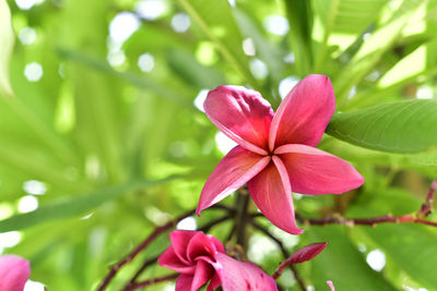 Close-up of pink flowering plant