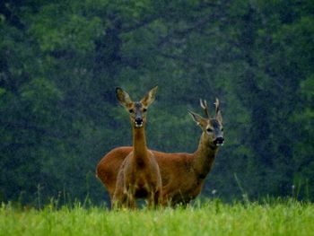 Deer grazing on grassy field