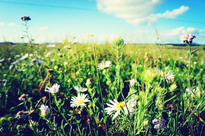 Flowers growing in field