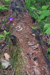 High angle view of a reptile on a field