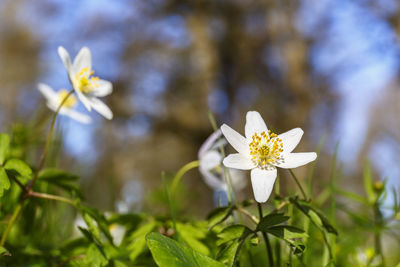 Close-up of white flowering plant