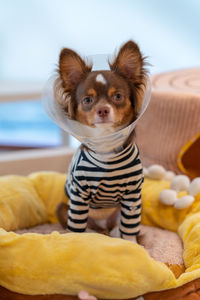 Portrait of puppy with clothing