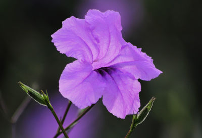 Close-up of flower blooming outdoors