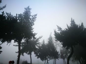 Low angle view of pine trees against sky