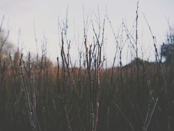 Close-up of grass growing on field