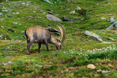 Ibex in a field