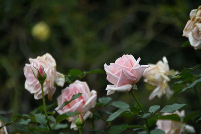 Close-up of pink roses