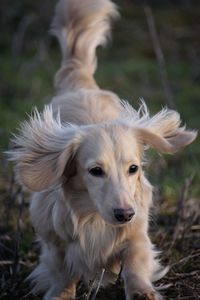 Close-up portrait of a dog on field