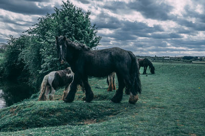 Horses in a field