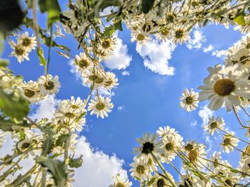 Looking up at the sky through the flowers
