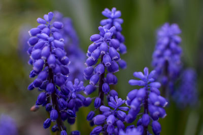 Close-up of purple flowers