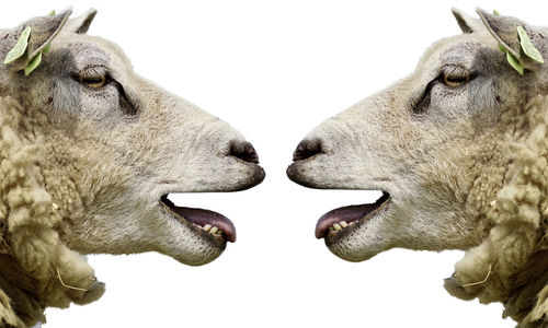 Close-up of sheep with open mouth against white background