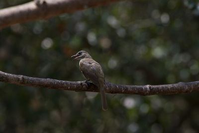 Close-up of bird perching on branch